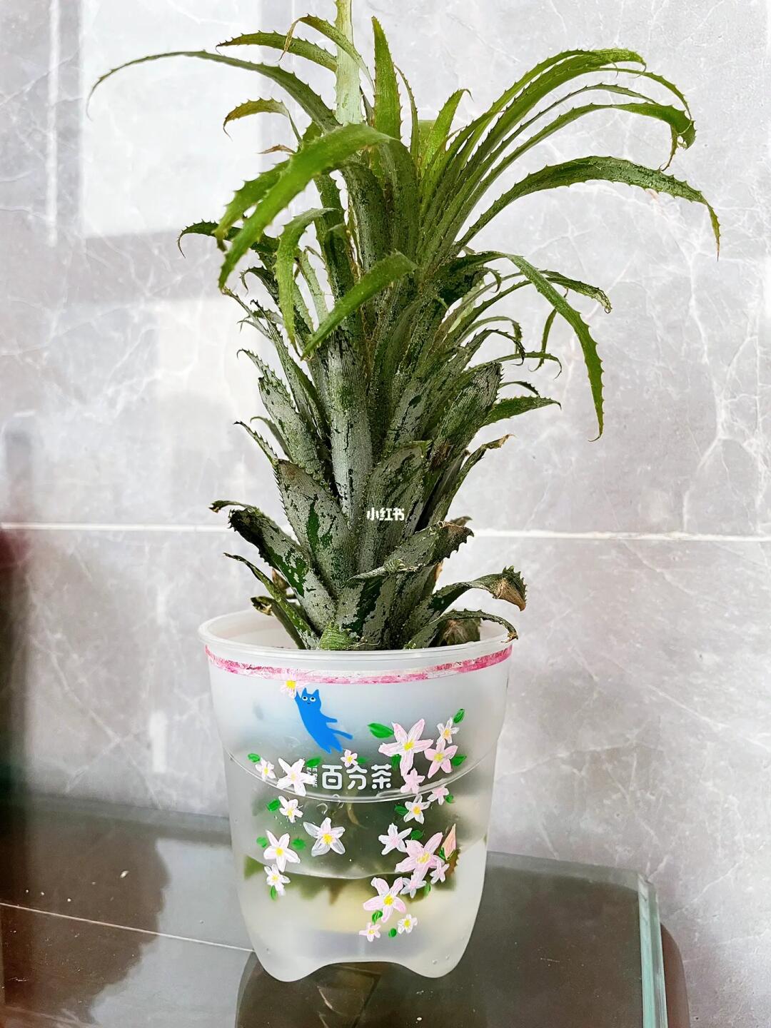 水培菠蘿Ⅱ變廢為寶Ⅰ百分茶塑料杯別扔